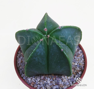 Astrophytum myriostigma nudum - астрофитум многорыльцевый голый, Астрофитум мириостигма нудум