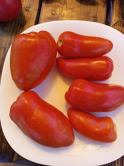 Томат Суперрог Павла (Super Corro di Paolo), Италия