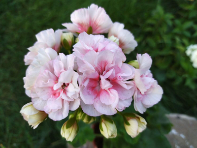 Пеларгония ИРИОЛ Eternite