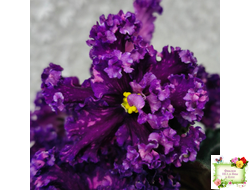 НД-Магнитная Аномалия Люкс (Н. Данилова-Суворова)