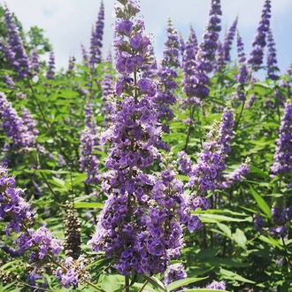 Витекс священный (Vitex Agnus Castus) 5 мл  - 100% натуральное эфирное масло