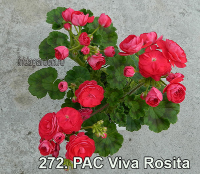 Пеларгония PAC Viva Rosita