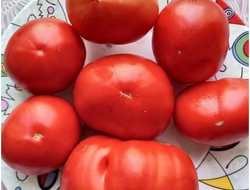 Томат Сластена