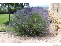 Лаванда широколистная  - latifolia