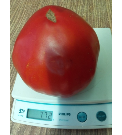 Томат Бычье сердце сибирское