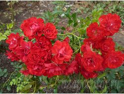 ПОЧВОПОКРОВНЫЕ РОЗЫ