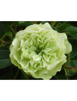 Грин Айс (Green Ice)  роза  С2,10-20(корнесобственная)