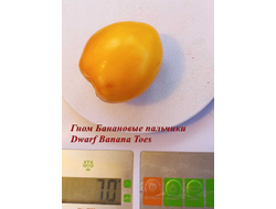 Томат гном Банановые пальчики (Banana Toes Tomato)