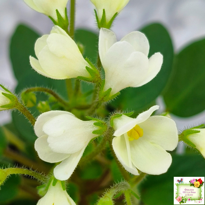 Chantaspring (R. Р. Hair) 1996 г. трейлер