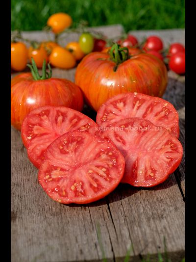 Томат Dwarf Firebird Sweet (Гном Жар-птица сладкая), 10 шт