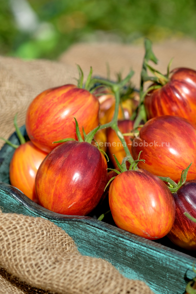 Томат Огненный Тюрбан, 10 шт