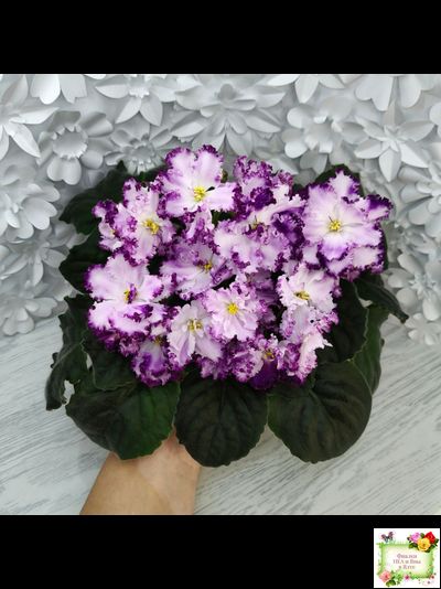 БР-Осирис (С. и Н. Буркацкие) 2022 г.