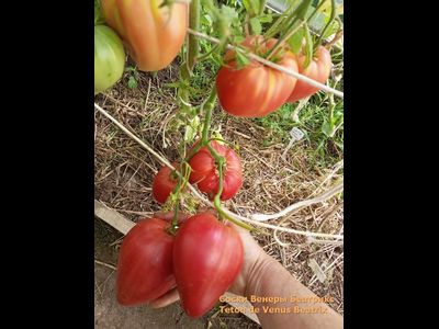 Томат Сосок Венеры Беатрикс (Teton de Venus Beatrix), Польша