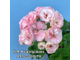 Пеларгония Kvarnlyckans Anna-Jeanette