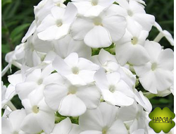 ФЛОКС МЕТЕЛЬЧАТЫЙ "АНЯ ПОПОВА" (лучший белый)