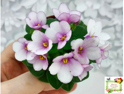 ЛЕ-Колибри (Е. Лебецкая) (3 листа посажены в 1 стак. 20.10.25)