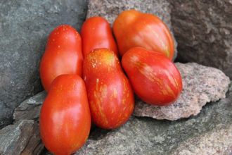 Brutti ma Buoni (Брутти на Буони)