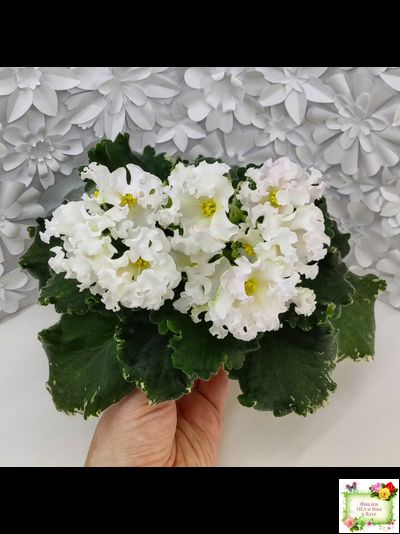 Dn-Macabeo (Д. Денисенко) 2019 г. (укоренённый лист)