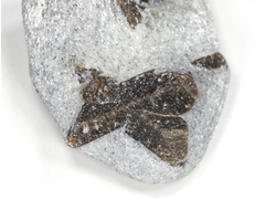 Ставролит, сросток кристаллов "косой крест" на сланце, Россия, Кольский п-ов (55*41*19 мм, 50 г) №26083