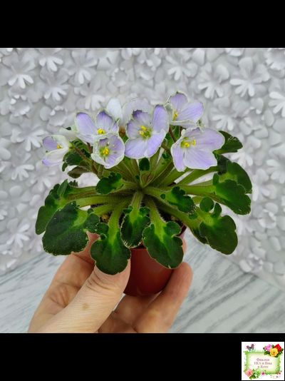 Vi-Лесная Нимфа (И.Виблая) 2021 г. (гёрл-листья)