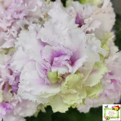 АВ-Свадебное Путешествие (Фиалковод) 2021 г. (лист посажен 03.11.25)