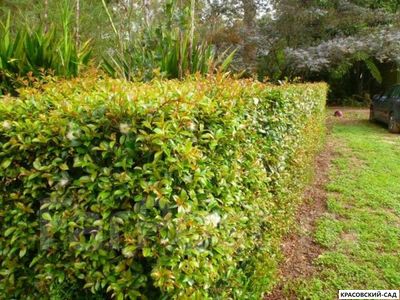 Живая изгородь из барбариса обыкновенного
