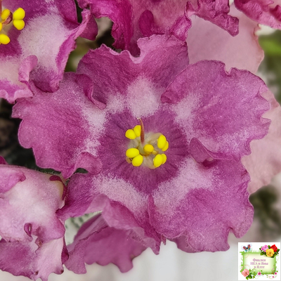 Aftershock (P. Sorano)