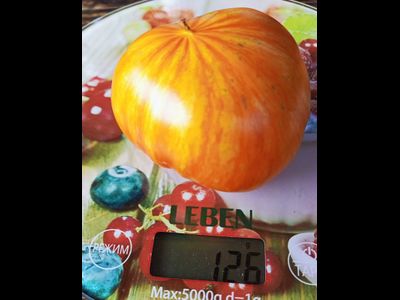 Томат Радужный сердцевидный джаз (Rainbow jazz heart)