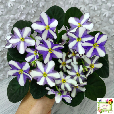 7 Белок (Калгины) химера (пасынок из цветоноса укоренённый)