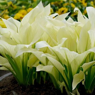 Хоста гибридная Белое перо