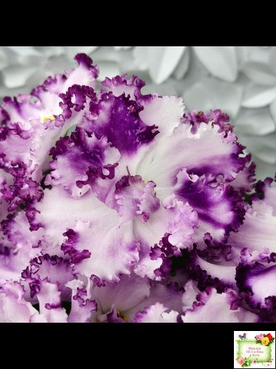 БР-Осирис (С. и Н. Буркацкие) 2022 г.