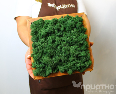 ЖИВАЯ ЭКО-КАРТИНА 1064