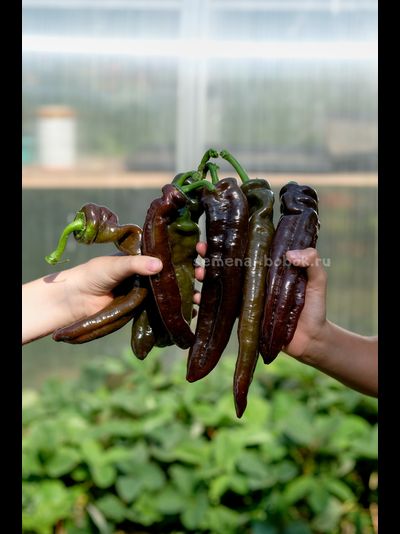 Перец сладкий Ramiro Chocolate (Рамиро Шоколадный), 10 шт