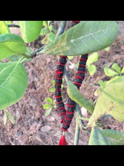 Четки Premium quality из натуральной крупной Рудракши 108 бусин черные