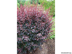 Барбарис оттавский Silver Miles