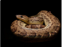 Кубинский удав (Epicrates angulifer)