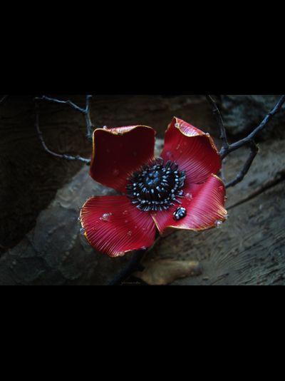&quot;Волшебный мак Весенницы&quot;, нарядная брошь с божьей коровкой и капельками