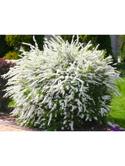 Спирея серая Grefsheim