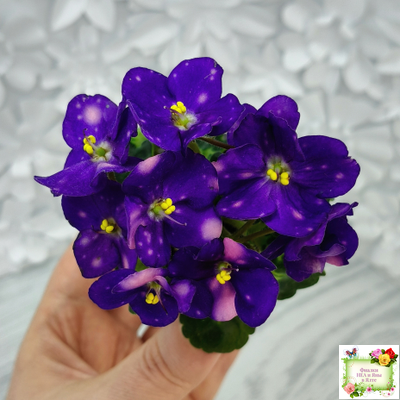 ВаТ-Горох на Десерт (Т. Валькова) 2020 г. (гёрл-листва)