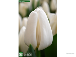 Тюльпан Update