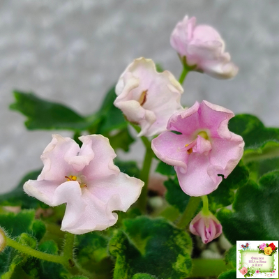 LV-Прелесть (Л. Шевелева) сеянец (стартер)