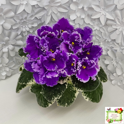 Dn-Юная Француженка (Д. Денисенко) 2016 г.