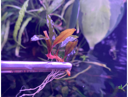 Буцефаландра Narrow Mini