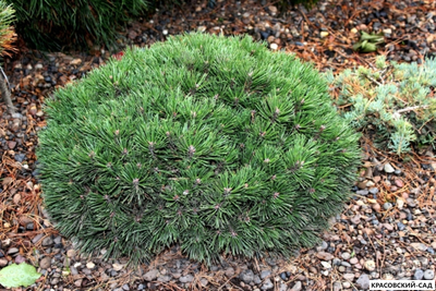 Сосна крючковатая - Uncinata