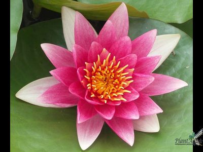 Нимфея Рене Жерард