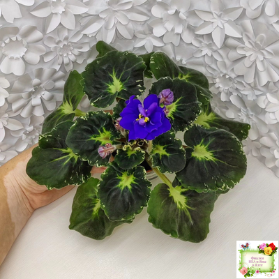 Р-Голубика (В. Зуб) 2023 г.