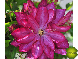 Клематис "Kaen" (Каен) (2 группа обрезки) саженец 3 года