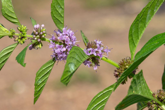 Мята японская, полевая (Mentha arvensis) 30 мл - 100% натуральное эфирное масло