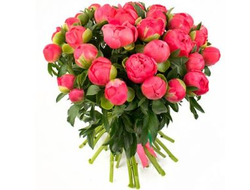35 коралловых пионов