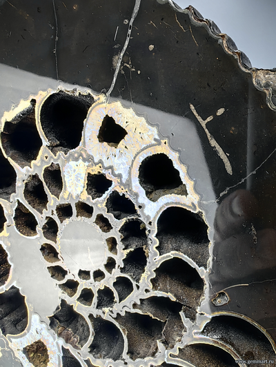 Аммонит, пирит, кальцит, полированный срез. С подставкой. Россия. 215*215*25мм